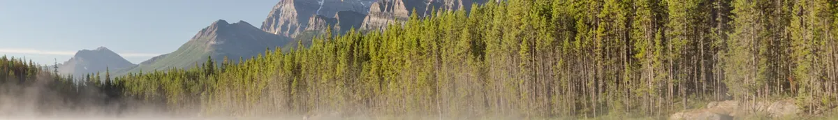 Alberta (Canada) Herbert lake shore