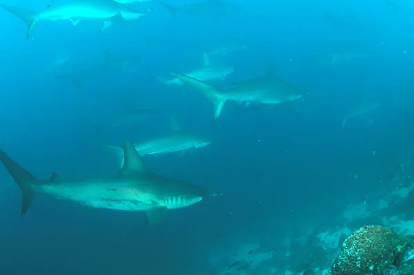 Hammerhead sharks near Wolf Island, Galápagos