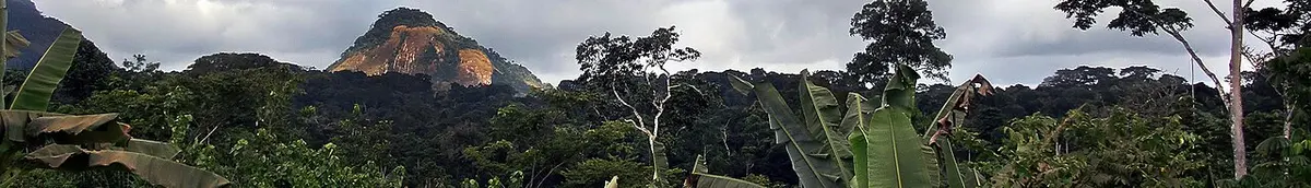 Jungle-near-Oyala,-Equatorial-Guinea-