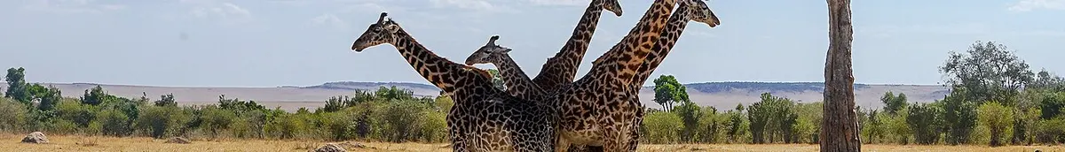 Giraffes in Maasai Mara, Kenya