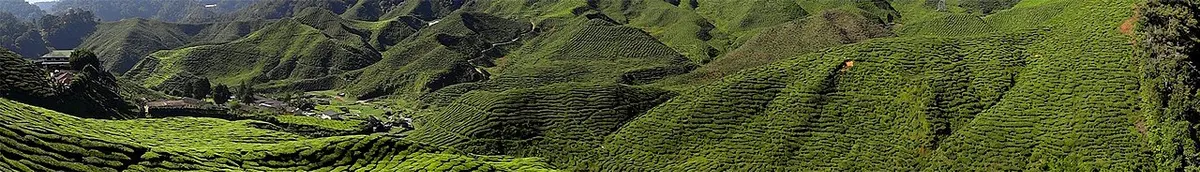 Cameron Highlands Tea Plantation