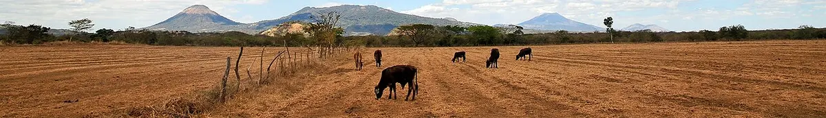 Cattle in dry season, Nicaragua