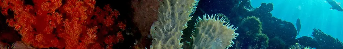 East Timor Reef Tube sponge